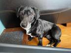 Adopt Bebo a Black - with White Dachshund / Rat Terrier / Mixed dog in