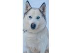 Adopt Storm A White Husky / Mixed Dog In Shingleton, MI (33862082)