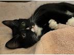 Adopt Kittens a Black & White or Tuxedo Domestic Shorthair (short coat) cat in