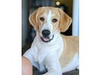 Adopt Moose a Tan/Yellow/Fawn - with White Great Pyrenees / Treeing Walker