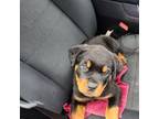 Rottweiler Puppy for sale in Carlton, OR, USA