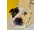 Adopt Bandit the Bandito 52990 a White - with Black American Pit Bull Terrier /