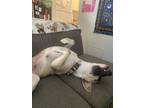 Chai, American Pit Bull Terrier For Adoption In Santa Cruz, California