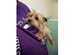Adopt BAGUETTE a Yorkshire Terrier