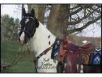Gorgeous Well Mannered, Black/White Tobiano Spotted Saddle Trail Gelding