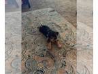 Chorkie PUPPY FOR SALE ADN-565377 - Adorable Chorkies