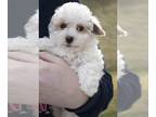 Poodle (Miniature) PUPPY FOR SALE ADN-565550 - Adorable Mini Poodle Puppies For
