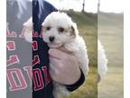 Poodle (Miniature) PUPPY FOR SALE ADN-565551 - Adorable Mini Poodle Puppies For