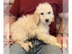 Goldendoodle PUPPY FOR SALE ADN-565627 - Goldendoodles F1 and F1B