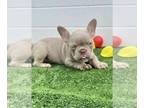 French Bulldog PUPPY FOR SALE ADN-565812 - New Shade Isabella and more French