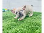 French Bulldog PUPPY FOR SALE ADN-565815 - New Shade Isabella and more French