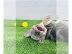 French Bulldog PUPPY FOR SALE ADN-565816 - New Shade Isabella and more French