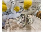 French Bulldog PUPPY FOR SALE ADN-565453 - Beautiful AKC Merle Puppies