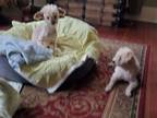 Adopt Dewy & Cola (bonded pair) Seniors a Miniature Poodle