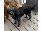 Adopt Blackie a Goldendoodle