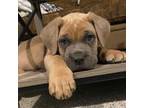 Cane Corso Puppy for sale in Sound Beach, NY, USA