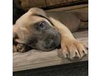 Cane Corso Puppy for sale in Sound Beach, NY, USA
