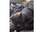 Adopt Little a Gray or Blue Domestic Mediumhair / Mixed (medium coat) cat in