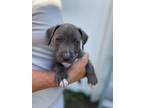 Adopt Finn a Gray/Blue/Silver/Salt & Pepper American Pit Bull Terrier / Mixed