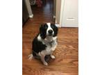 Adopt Chase a Black - with White Border Collie / Mixed dog in Mount Holly