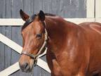 Adopt Pembroke Lady a Bay Standardbred horse in Nicholasville, KY (37502795)