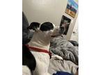 Adopt Bo a Black - with White Boston Terrier / Boxer / Mixed dog in Applegate