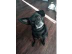 Adopt Mia a Black Pug / Beagle / Mixed dog in Cambridge, OH (37484341)