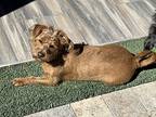 Beckett, Cairn Terrier For Adoption In Scottsdale, Arizona