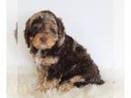 Cavapoo-Poodle (Standard) Mix PUPPY FOR SALE ADN-565947 - Cavapoo For Sale Beach