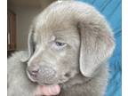 Labrador Retriever PUPPY FOR SALE ADN-566285 - 8 Lab puppies for sale