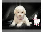 Maltipoo PUPPY FOR SALE ADN-566462 - ABSOLUTELY ADORABLE MALTIPOO PUPS IN BAY