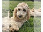 Aussiedoodle PUPPY FOR SALE ADN-566016 - Poodle and Ausiedoodle Super Friendly