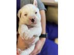 Adopt A656714 a Bull Terrier, Mixed Breed