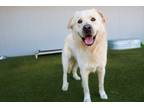 Adopt Finn a Great Pyrenees, Mixed Breed