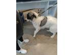 Adopt Olive a Great Pyrenees, Mixed Breed