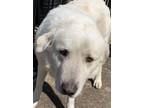 Adopt 52169786 a Great Pyrenees, Mixed Breed