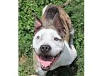 Adopt Merle a Pit Bull Terrier, Catahoula Leopard Dog
