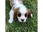 Cavalier King Charles Spaniel Puppy for sale in Mize, MS, USA