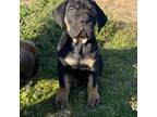 Cane Corso Puppy for sale in Wichita Falls, TX, USA