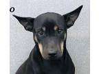 Adopt Lizzy a Black - with Tan