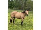 Buckskin Quarter horse mare