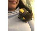 Adopt Meyers Parrot a Black Pa