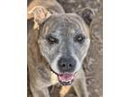 Adopt ROCKWELL a American Staffordshire Terrier / Mixed dog in Niagara On The