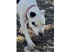 Adopt PAX a White - with Black American Staffordshire Terrier / Mixed dog in