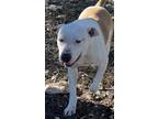 Adopt Winky a White - with Brown or Chocolate American Staffordshire Terrier dog