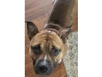 Adopt Tank a Brown/Chocolate - with Black American Pit Bull Terrier / Mixed dog