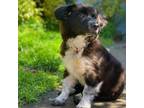Adopt BAILEY a Black Great Pyrenees / Cattle Dog / Mixed dog in Pt.