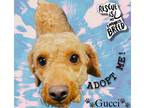 Adopt Gucci a Red/Golden/Orange/Chestnut Poodle (Miniature) / Mixed dog in