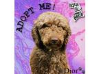 Adopt Dior a Brown/Chocolate Poodle (Standard) / Mixed dog in Buffalo