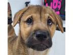 Adopt Coco a Jindo / Mixed dog in San Ramon, CA (37513533)